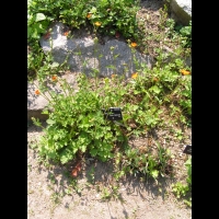 Geum Chiloense (fam. Rosacees) (Andes) (1)
